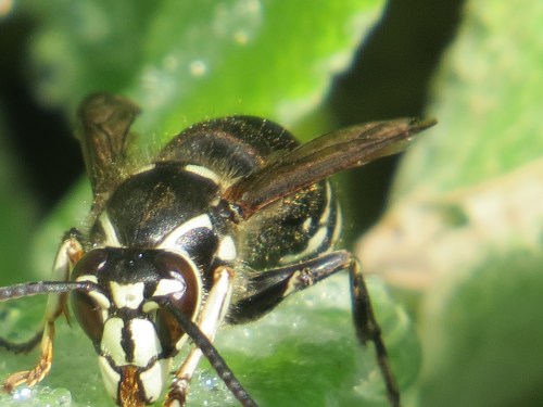 Dolichovespula maculata