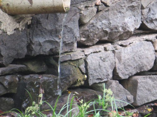 Archilochus colubris