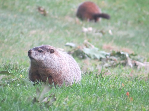 Marmota monax