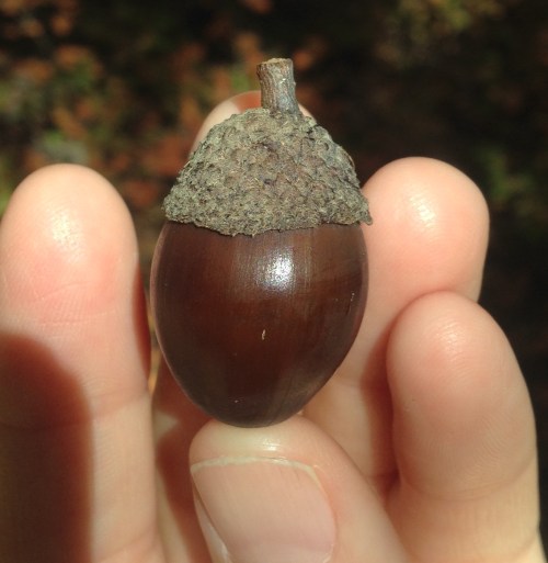 acorn1