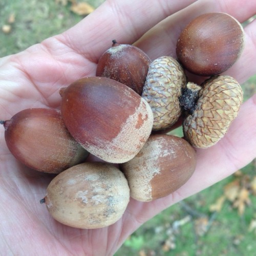 acorns