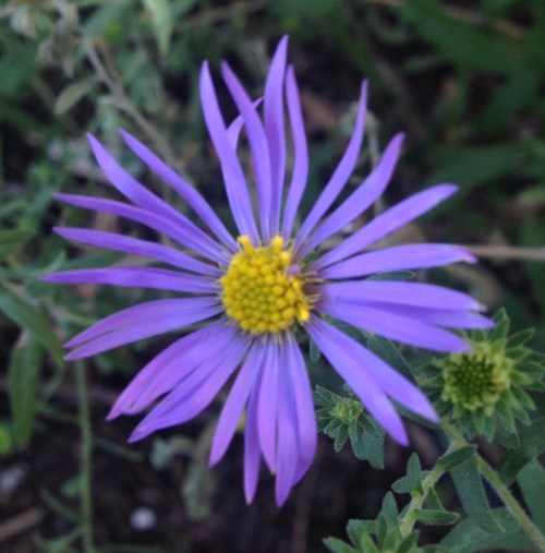 aster