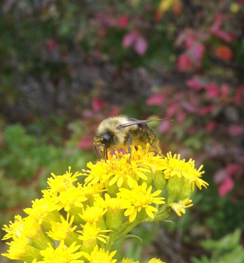 bombus