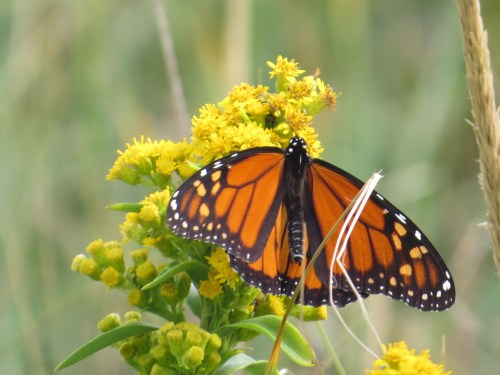 Danaus plexippus