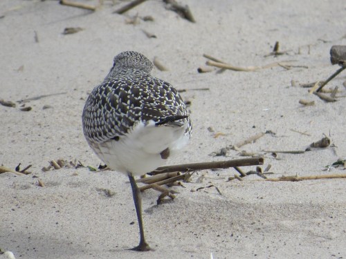 Pluvialis squatarola