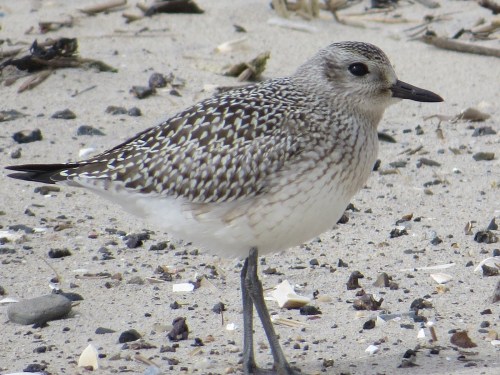 Pluvialis squatarola