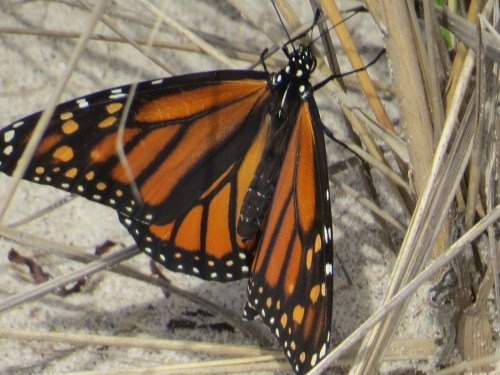 Danaus plexippus
