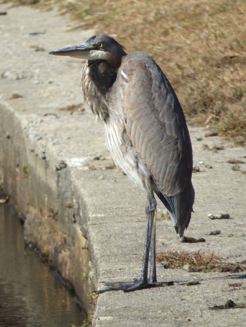 Ardea herodias