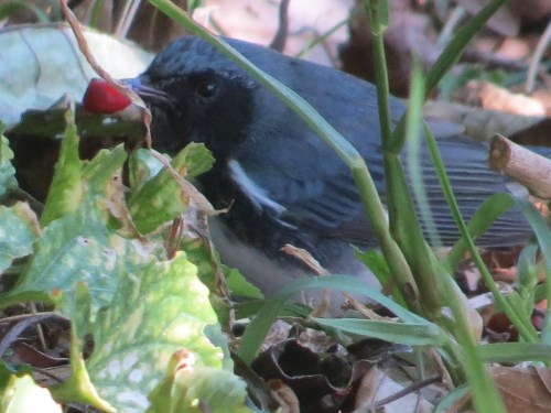 Setophaga caerulescens