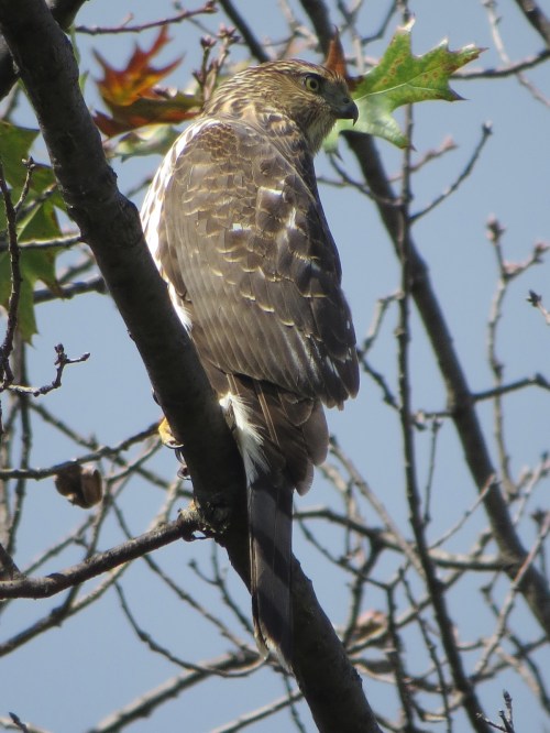 Accipiter striatus