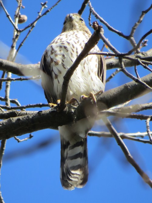 Accipiter striatus