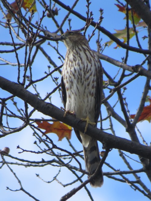 Accipiter striatus