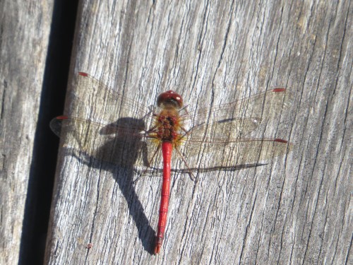 Sympetrum