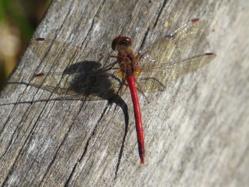 Sympetrum