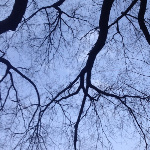 branches