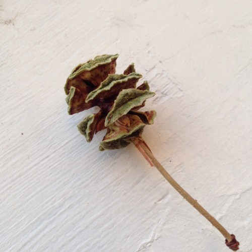 Metasequoia glyptostroboides