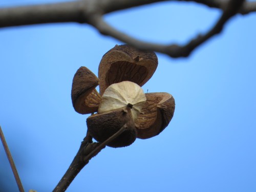 Carya ovata