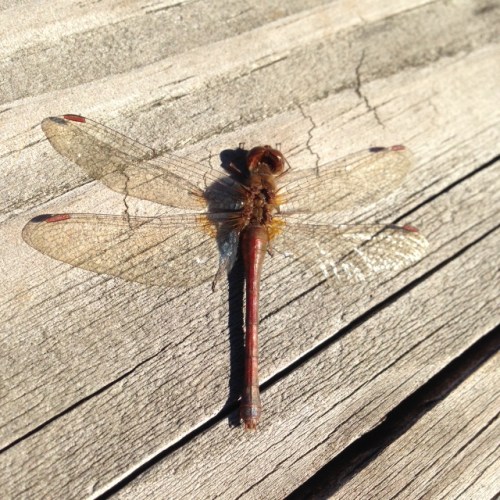 Sympetrum vicinum