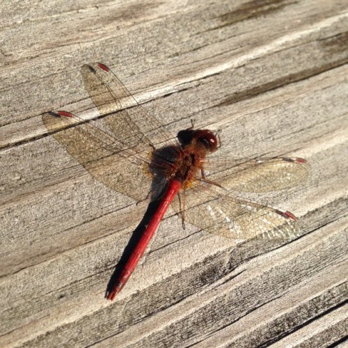 Sympetrum vicinum