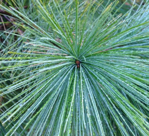 pine2