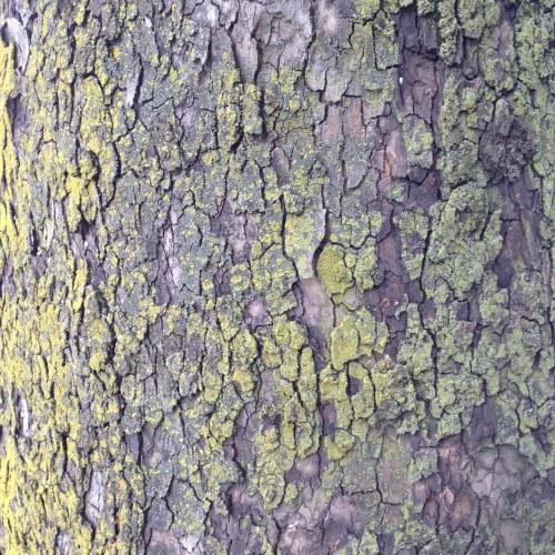 Platanus occidentalis