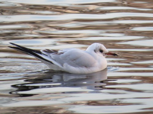 Chroicocephalus ridibundus