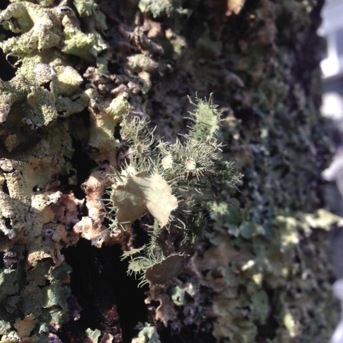 lichen1