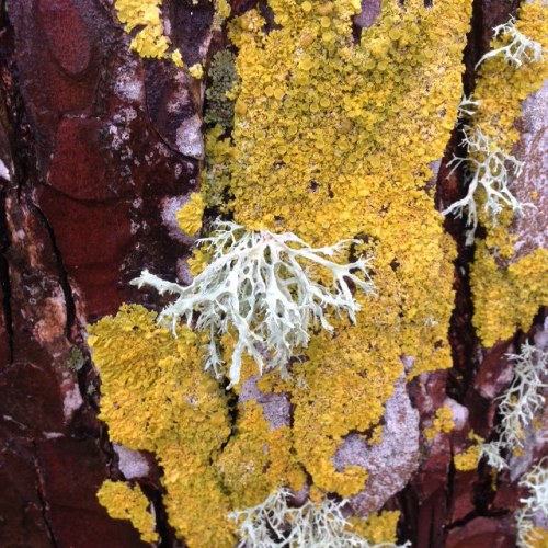 lichen3