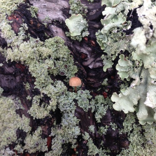 lichen5