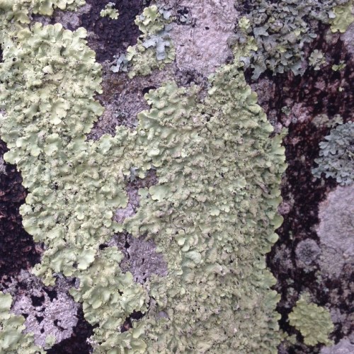 lichen9