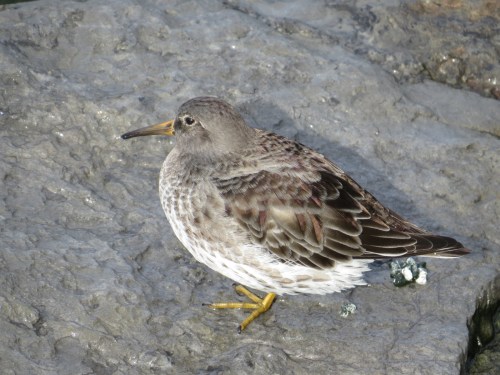 Calidris maritima