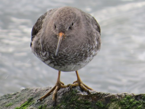 Calidris maritima