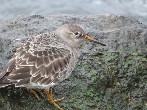 Calidris maritima