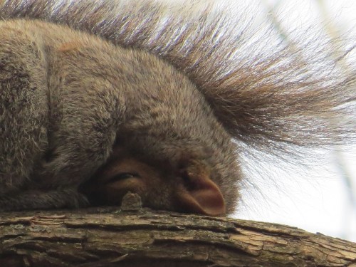 Sciurus carolinensis