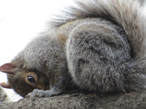 Sciurus carolinensis