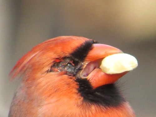 Cardinalis cardinalis