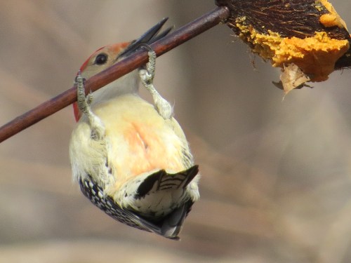 Melanerpes carolinus