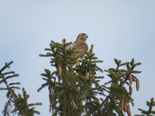 Buteo jamaicensis