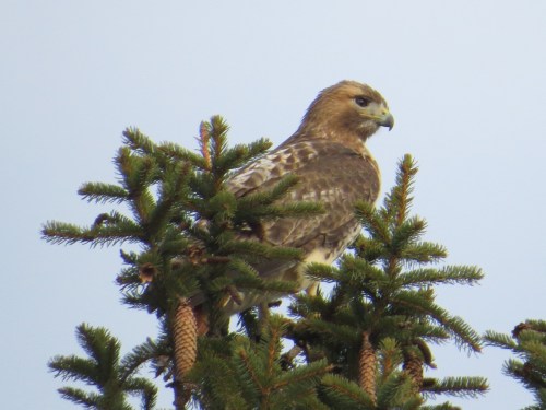 Buteo jamaicensis