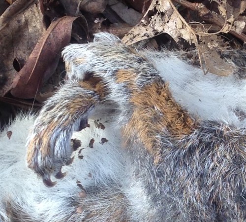 Sciurus carolinensis