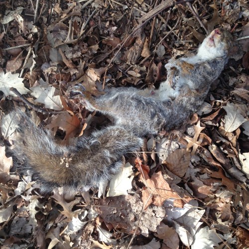 Sciurus carolinensis