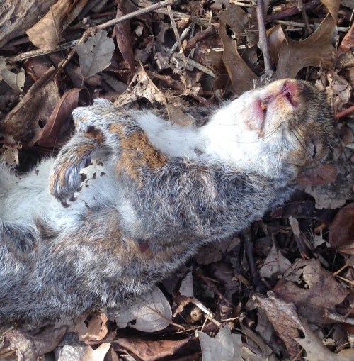 Sciurus carolinensis