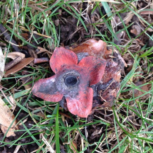 Diospyros virginiana