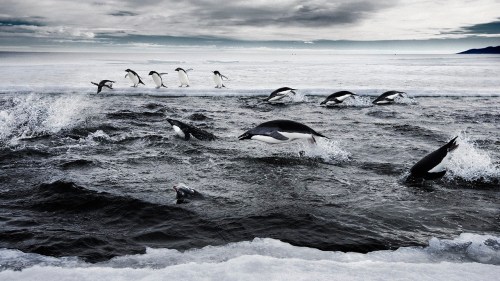 Weller_Antarctica031