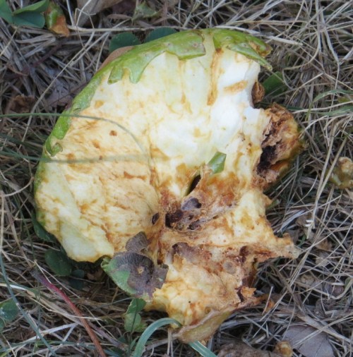 apple