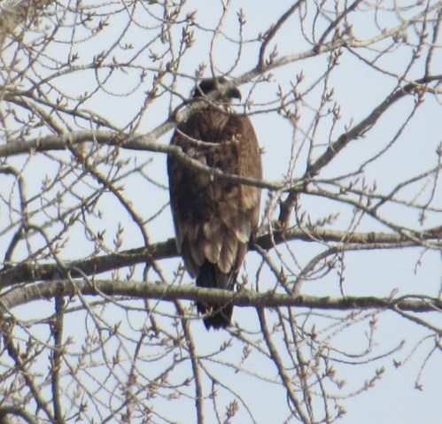Haliaeetus leucocephalus