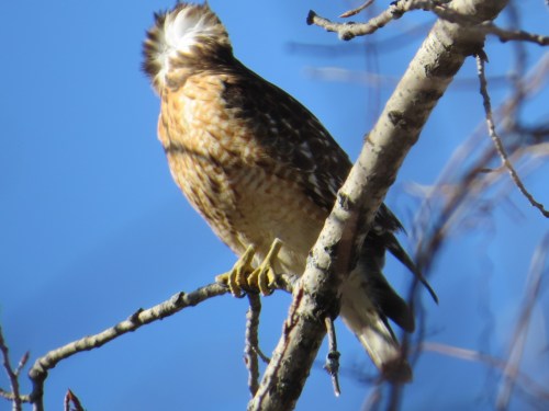 Buteo lineatus