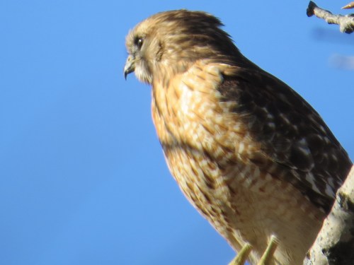 Buteo lineatus