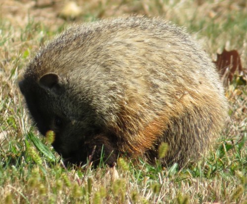 Marmota monax