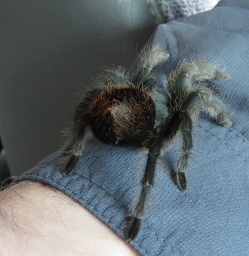 Aphonopelma chalcodes